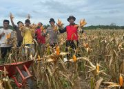 Kapolsek Nanga Tayap Bersama Bhabinkamtibmas Panen Jagung Hibrida di Desa Lembah Hijau 2