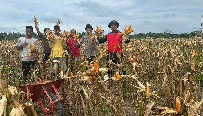 Kapolsek Nanga Tayap Bersama Bhabinkamtibmas Panen Jagung Hibrida di Desa Lembah Hijau 2