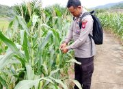 Bintara penggerak Polsek Mempawah Hulu cek progres pertumbuhan Tanaman jagung