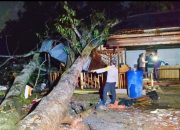 Polisi dan Damkar Evakuasi Pohon Tumbang Timpa Warung Kopi di Kubu Raya