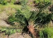 Satu Tahun Tersangka Perusakan Ratusan Pohon Sawit Tak Ditahan : Korban Desak Keadilan Hukum di Polda Kalbar