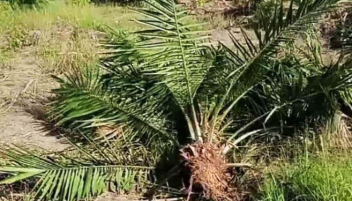Satu Tahun Tersangka Perusakan Ratusan Pohon Sawit Tak Ditahan : Korban Desak Keadilan Hukum di Polda Kalbar