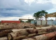 Gakkum Tangkap Dua Bos Kayu Ilegal di Ketapang, Diduga Langgar UU Penggelapan Pajak dan TPPU