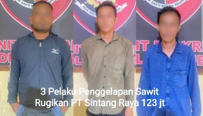 Rugikan 123 Juta, Polsek Kubu Tangkap 3 Pelaku Penggelapan 36 Ton Sawit di Olak – Olak
