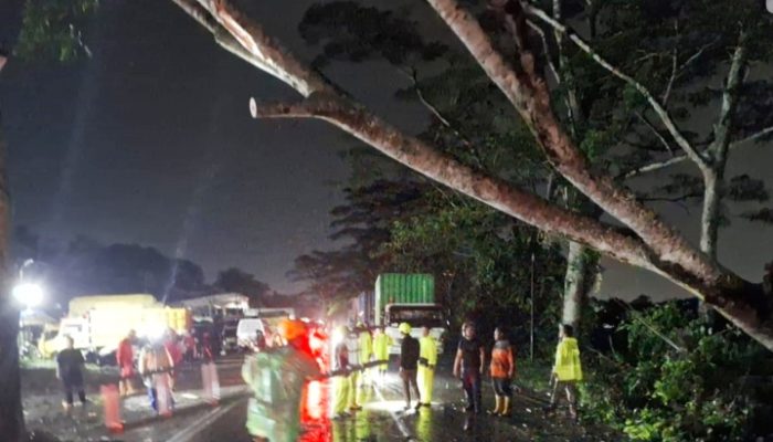 Kubu Raya Diterpa Cuaca Ekstrim Pohon Tumbang, Jalan Mayor Alianyang Macet