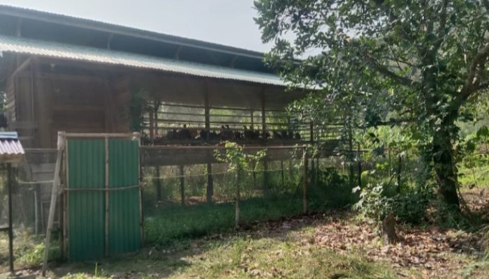 Diduga Ada Penyimpangan Proyek Ayam Petelur Distanak KKU Diprotes Warga
