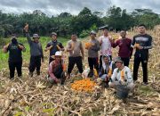 Dari Lahan Demplot ke Ketahanan Pangan: Polsek Sekayam Panen Jagung di Desa Kenaman