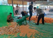 Polsek Mukok Pacu Produktivitas Jagung Lewat Program Ketahanan Pangan Tahap II
