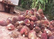 Masyarakat Desa Lubuk Tapang desak Aph Bertindak Tegas, PT HPI Diduga Nekat Panen di Lahan Bersengketa