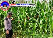 Tanaman Jagung Demplot Polsek Meliau Mulai Berbuah, Program Kuartal IV Berjalan Optimal
