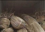 Dari 9 Jadi 4 Kontainer, GNPK RI Kalbar Desak APH Ungkap Aktor Penyelundupan Rotan Ilegal