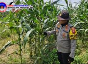 Polsek Meliau Pantau Demplot Jagung Kuartal IV, Hasil Tanaman Tumbuh Optimal dan Mulai Berbuah