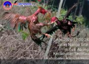 Sabung Ayam Ilegal Kembali Marak di Sekedau Semitau, Warga Desak Polda Kalbar Tindak Tegas