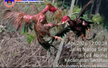 Sabung Ayam Ilegal Kembali Marak di Sekedau Semitau, Warga Desak Polda Kalbar Tindak Tegas