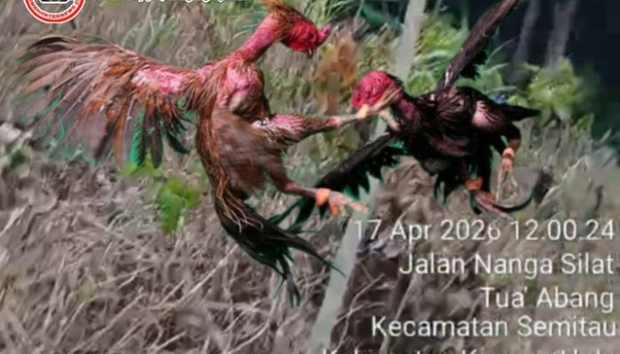 Sabung Ayam Ilegal Kembali Marak di Sekedau Semitau, Warga Desak Polda Kalbar Tindak Tegas