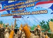 Panen Raya Jagung Serentak Kalbar 2026 Capai 292,85 Ton, 100 Ton Diekspor ke Malaysia