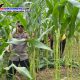 Dukung Ketahanan Pangan, Polsek Sekayam Intensifkan Perawatan Demplot Jagung di Kenaman