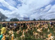 Panen Raya Jagung di Kuala Buayan Pecah! Ribuan Tongkol Dipanen, Bukti Sanggau Siap Jadi Kekuatan Pangan Kalbar