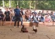 Sabung Ayam dan Kolok-Kolok Kembali Marak di Nanga Danau, Publik Pertanyakan Ketegasan Aparat