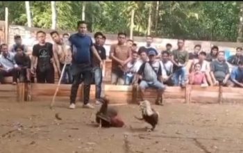 Sabung Ayam dan Kolok-Kolok Kembali Marak di Nanga Danau, Publik Pertanyakan Ketegasan Aparat