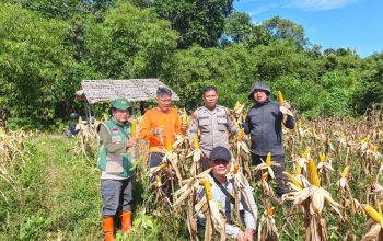 Demplot Polsek Batang Tarang Panen Jagung Hibrida, Estimasi Hasil Capai 4,32 Ton per Hektare