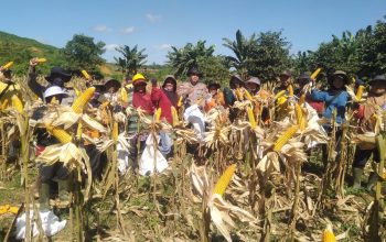 Dari Desa Mayam untuk Ketahanan Pangan, Panen Jagung Demplot Polsek Meliau Tunjukkan Hasil Positif