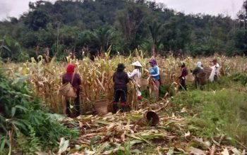 Jagung Hibrida Tembus 14,2 Ton per Hektare, Bukti Nyata Dukungan Polsek Noyan untuk Swasembada Pangan
