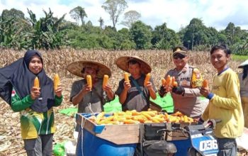 Panen Jagung Hibrida di Noyan Tembus 11,2 Ton per Hektare, Bukti Nyata Dukungan Polri terhadap Ketahanan Pangan Nasional