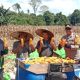 Panen Jagung Hibrida di Noyan Tembus 11,2 Ton per Hektare, Bukti Nyata Dukungan Polri terhadap Ketahanan Pangan Nasional
