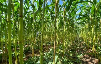 Komitmen Polsek Sekayam Dukung Ketahanan Pangan, Lahan Jagung Dua Hektare Terus Dipantau