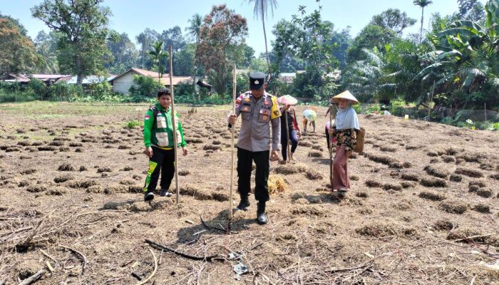 Dukung Ketahanan Pangan Nasional, Kelompok Tani Sei Terimput Tanam Jagung Hibrida di Beduai Didampingi Polri