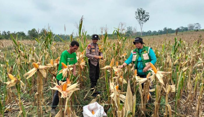 Dari Lahan Produktif Menuju Kemandirian Pangan, Panen Jagung di Beduai Diperkirakan 12,24 Ton