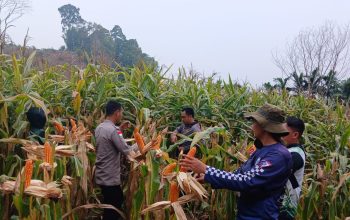 Capai 15,36 Ton per Hektare, Panen Jagung Hibrida Digelar di Entikong