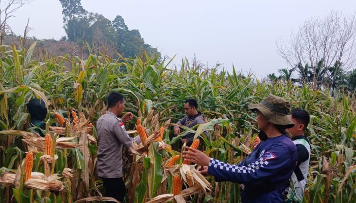 Capai 15,36 Ton per Hektare, Panen Jagung Hibrida Digelar di Entikong