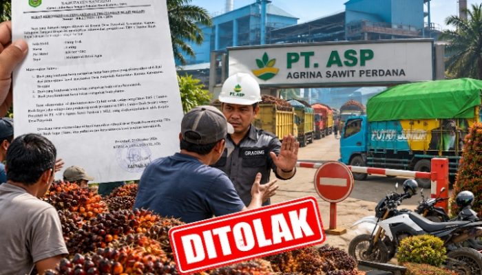 TBS Petani Penyeladi Diduga Ditolak PT ASP, Surat Rekomendasi Kades Diabaikan, Kewenangan Asisten Grading Disorot!