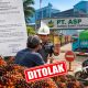 TBS Petani Penyeladi Diduga Ditolak PT ASP, Surat Rekomendasi Kades Diabaikan, Kewenangan Asisten Grading Disorot!